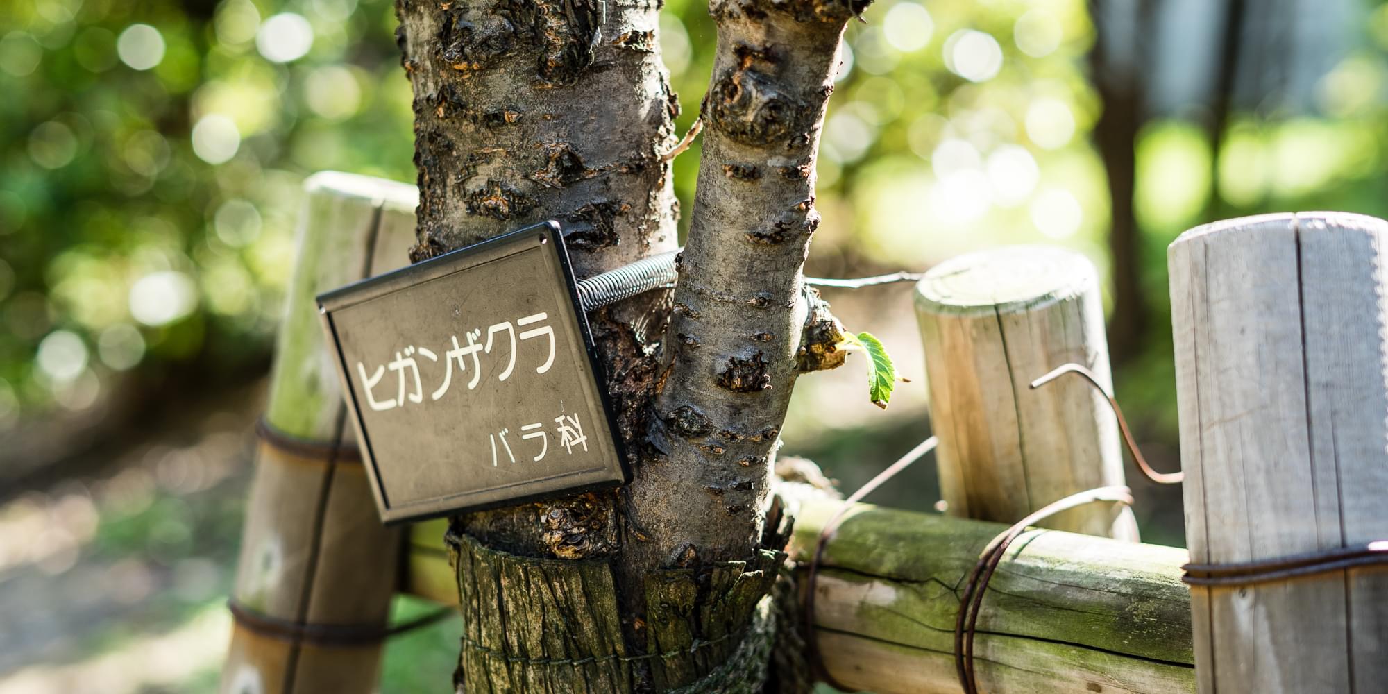 A close up of a sign mounted to a tree with the text Japanese text 'ヒガンザクラ バラ科', which translates to 'Prunus itosakura', presumably the genus of the tree. Only a small section above and blow the sign can be seen of the tree trunk. Wooden supports are attached to the tree. The background has some out of focus blurry elements known as bokeh balls.