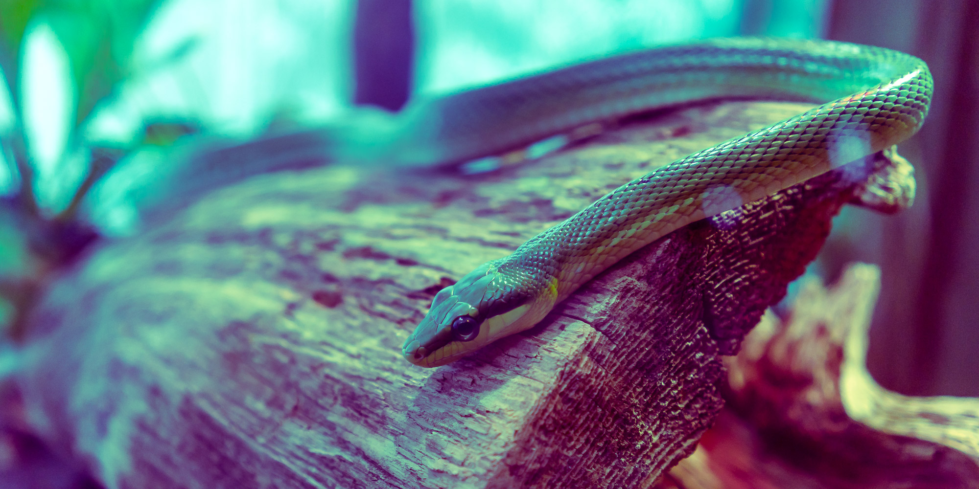 A close up of a thin green snake that is lying on a dead log. The image has an filter applied which changes the colors to appear more dreamy.