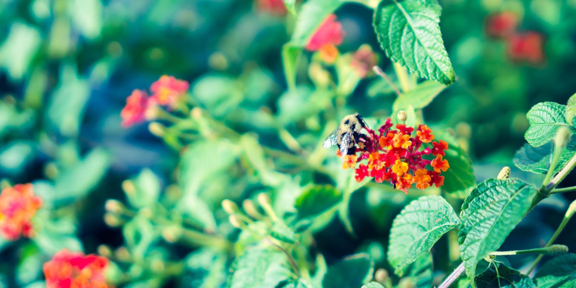 A close up of a bee collecting pollen from small bunch of orange and red flowers. Leaves fill the foreground and background.